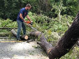 Best Stump Grinding and Removal  in Cienegas Terrace, TX